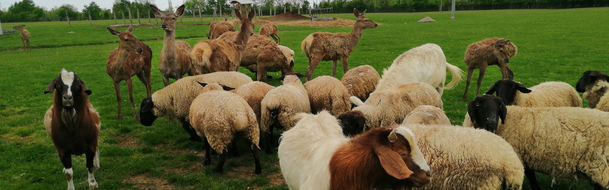 Azienda agricola Canton Angela