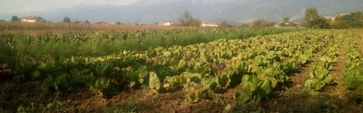 Azienda Agricola Ecorenzo