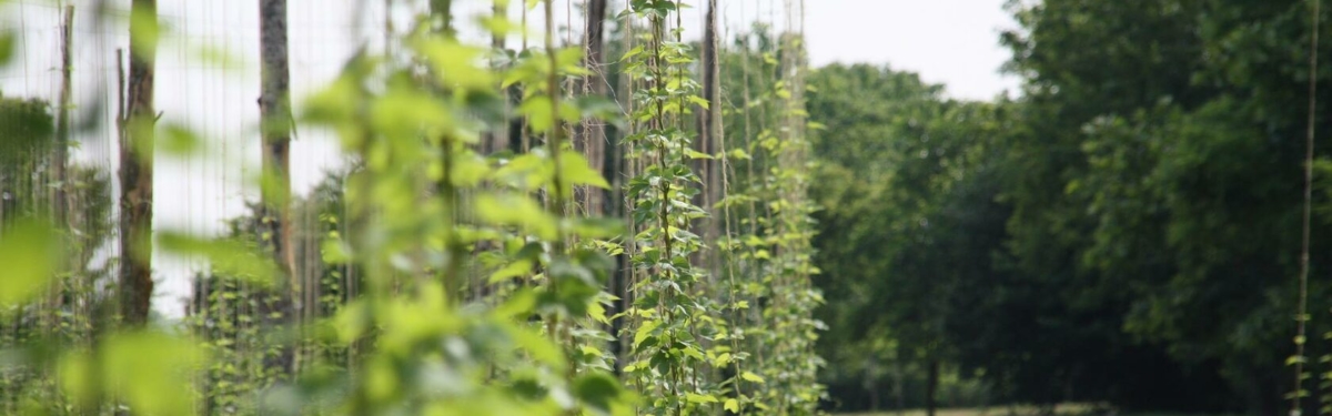 Azienda agricola Luppolo Verde